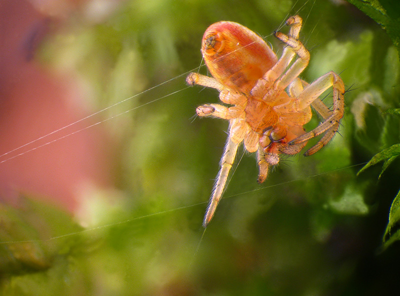 Araniella sp. immaturo?